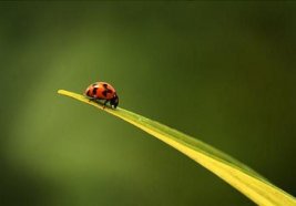 Bir Kur'an kavram olarak dnya ve dnyevlemek