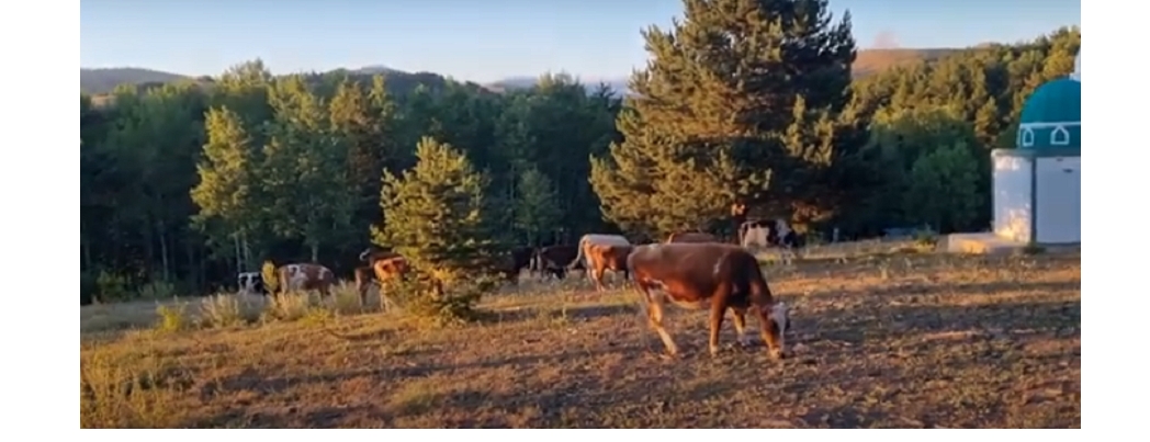 Yayladaki Srlarn Gzellii ve Me'um klim Kanunu zerine Ksa Bir Deini (VDEO)